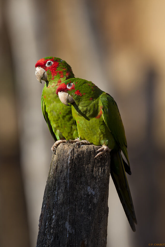 Conure mitrée, identification