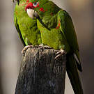 Conure mitrée