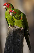 Conure mitrée