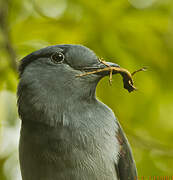 Cuckoo-roller