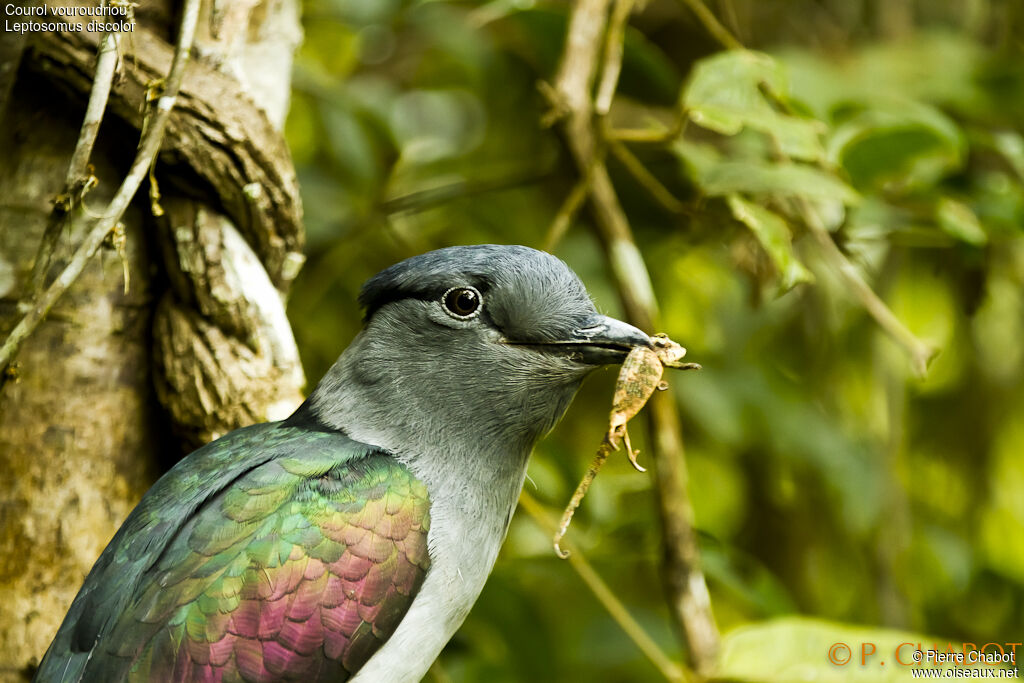 Cuckoo-roller