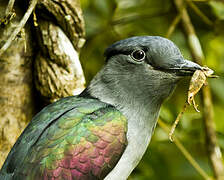 Cuckoo-roller