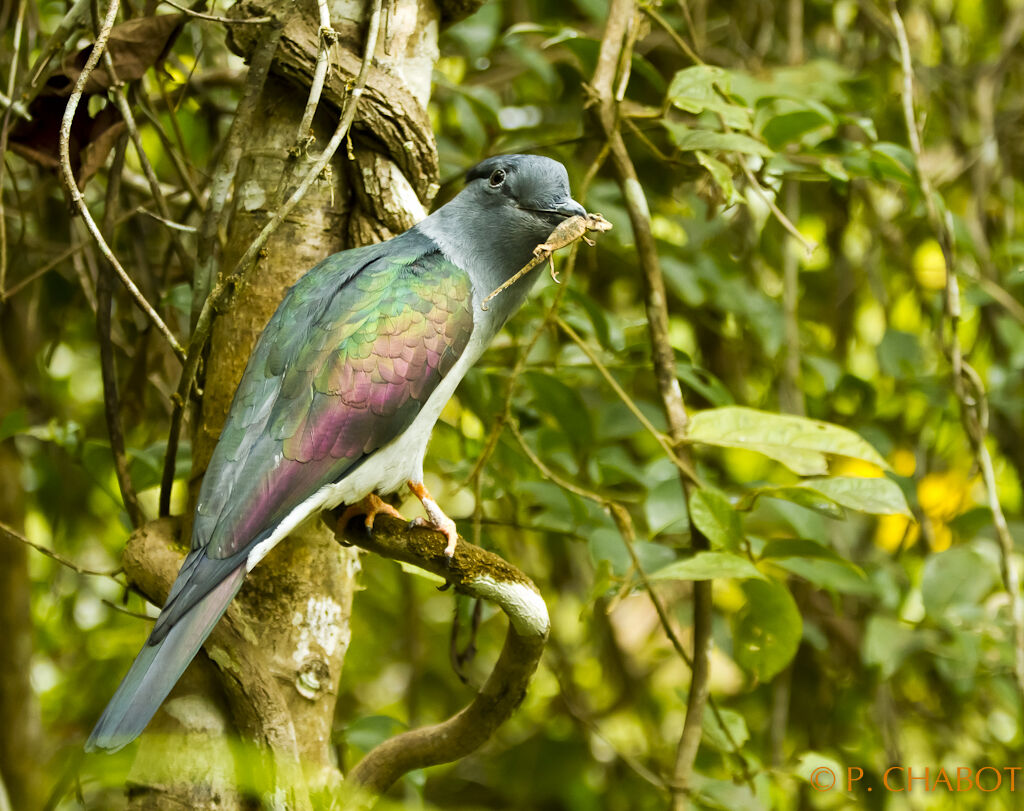 Cuckoo-roller