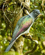 Cuckoo-roller