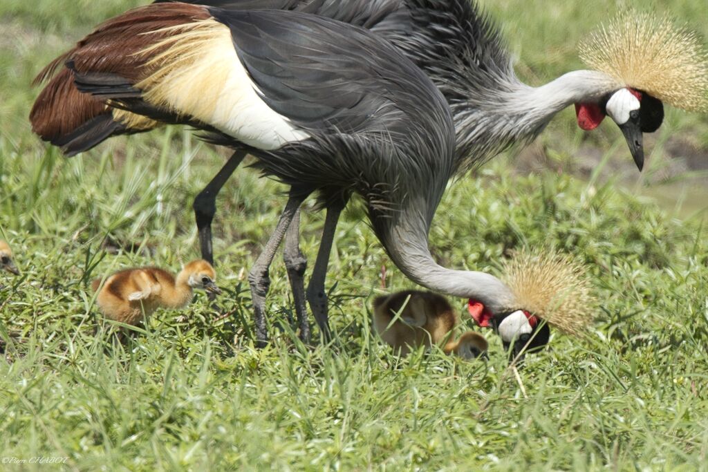 Grey Crowned Crane , identification