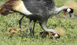 Grey Crowned Crane