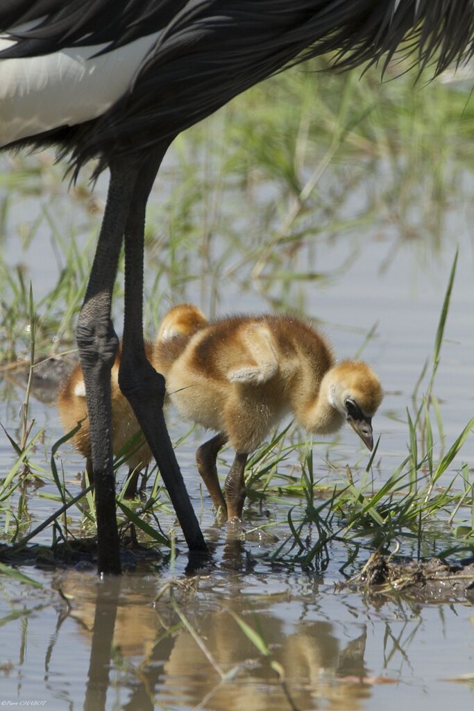 Grey Crowned Crane, identification