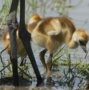 Grey Crowned Crane