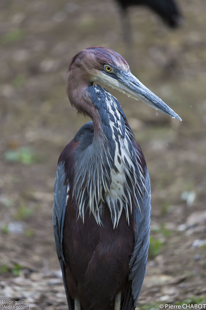 Héron goliath