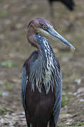 Goliath Heron