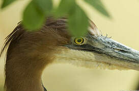 Goliath Heron