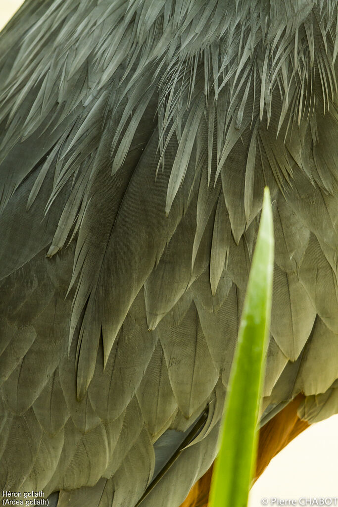 Goliath Heron