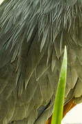 Goliath Heron