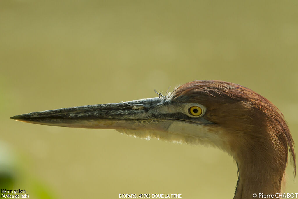 Goliath Heron