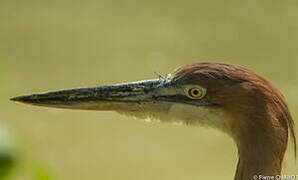 Goliath Heron