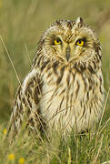 Hibou des marais