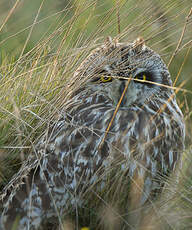 Hibou des marais