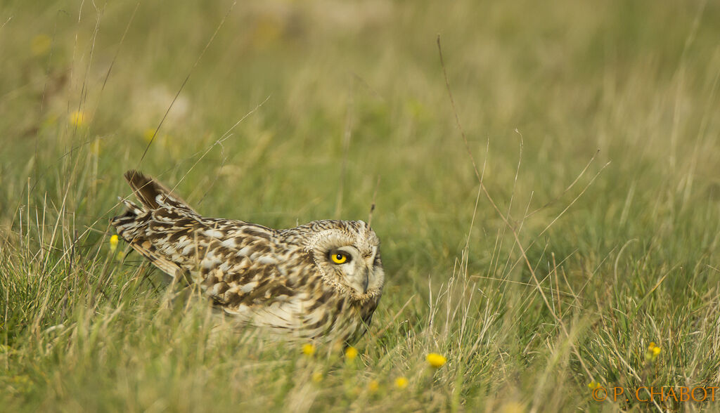 Hibou des marais