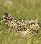 Hibou des marais