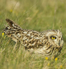 Hibou des marais