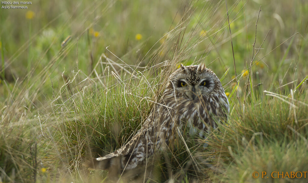 Hibou des marais