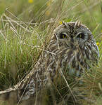 Hibou des marais