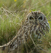 Hibou des marais