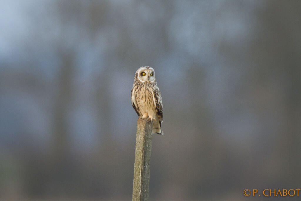 Short-eared Owl