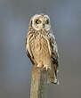 Hibou des marais