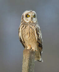 Hibou des marais