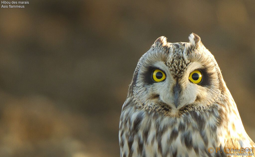 Hibou des marais