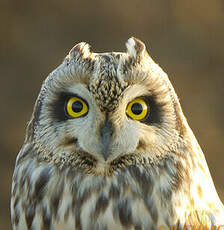 Hibou des marais