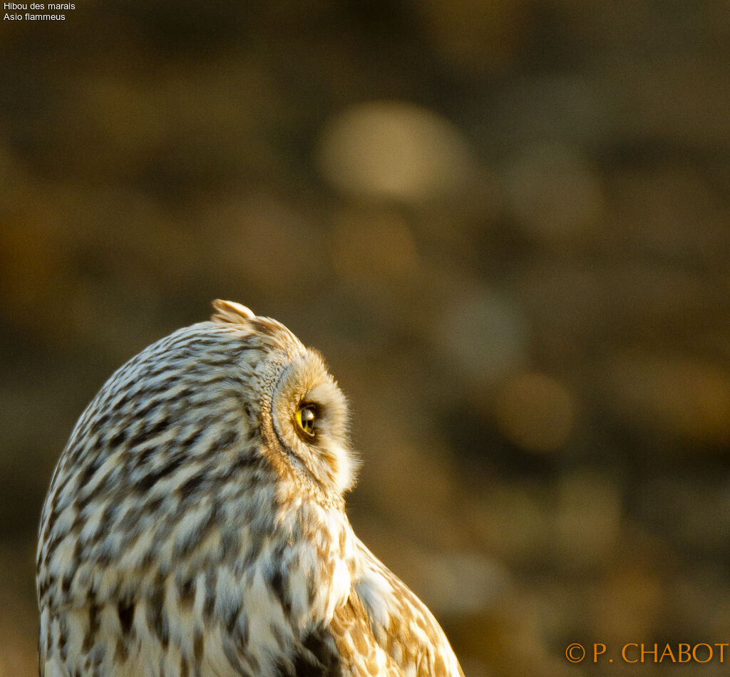 Hibou des marais