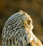 Short-eared Owl