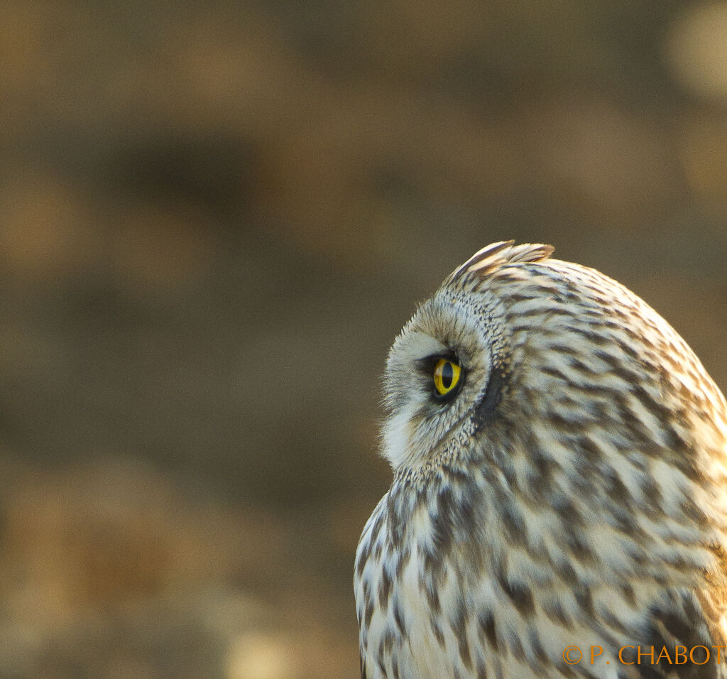 Hibou des marais