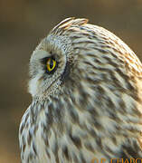 Short-eared Owl