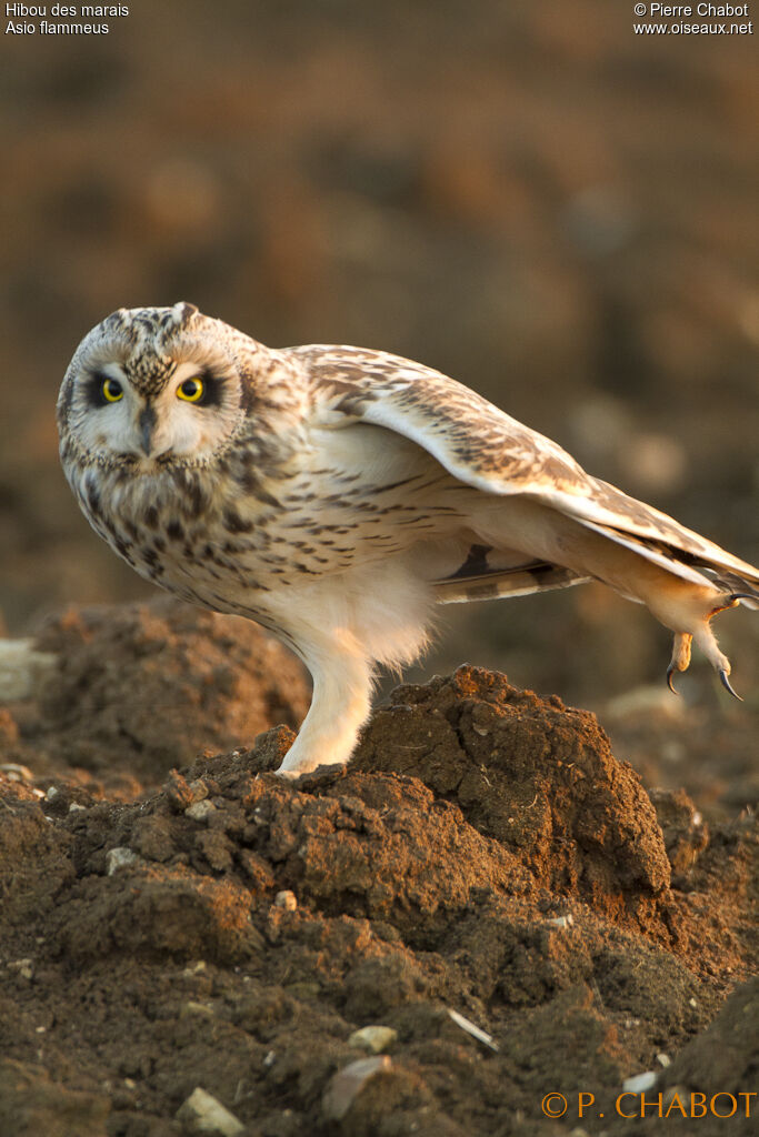 Hibou des marais