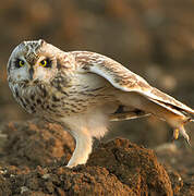 Short-eared Owl