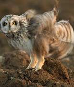 Short-eared Owl