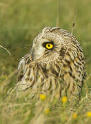 Short-eared Owl