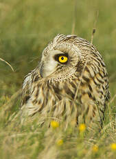 Hibou des marais