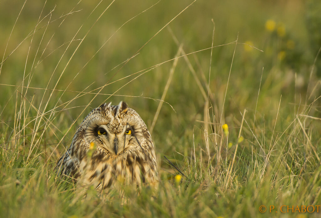 Short-eared Owl