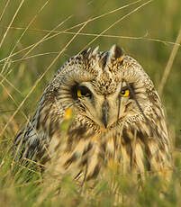 Hibou des marais