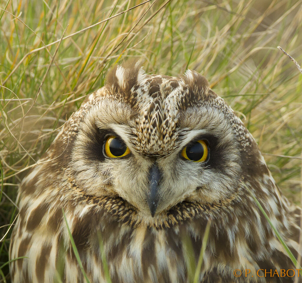 Hibou des marais