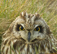 Hibou des marais