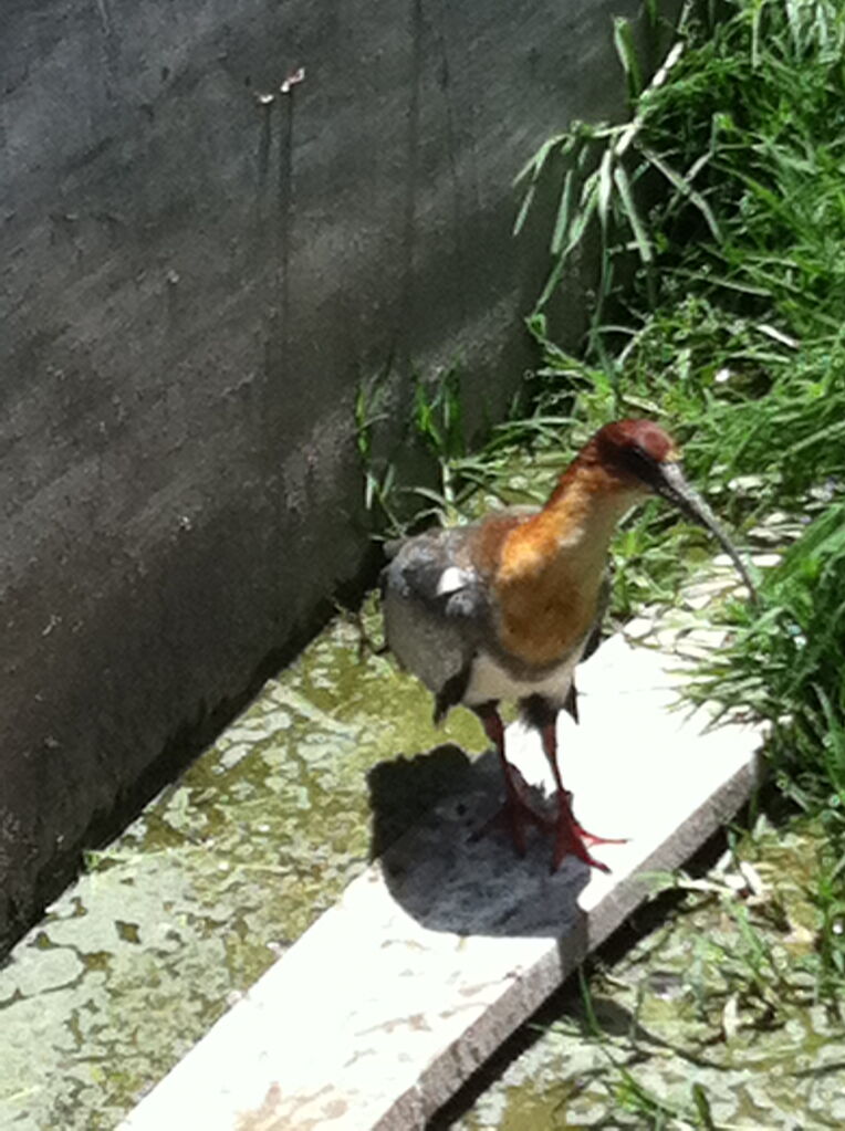 Andean Ibis