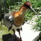 Ibis des Andes