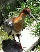 Andean Ibis