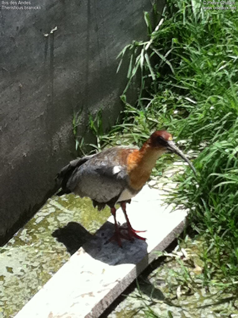 Andean Ibis