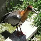 Ibis des Andes